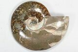 Lot: to / Polished Ammonite Fossils - Pieces #82649-1